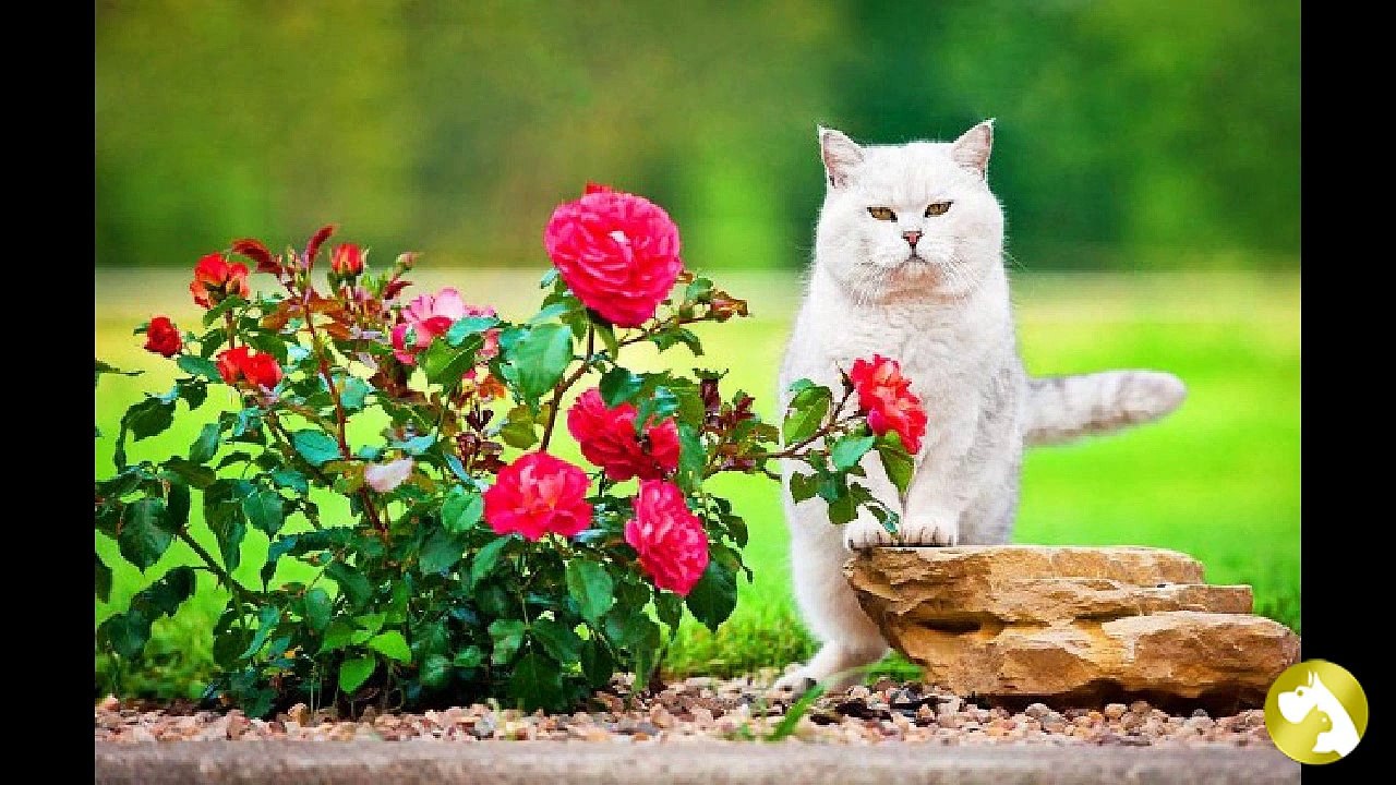 Британские коты: плюшевое чудо
