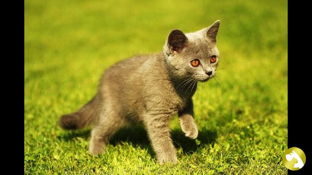 Британские котята: забавные малыши благородных кровей