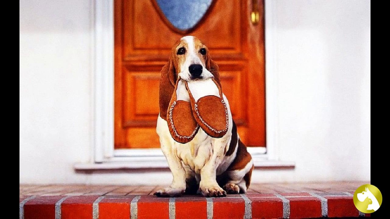 Бассет-хаунд:  удачливый охотник