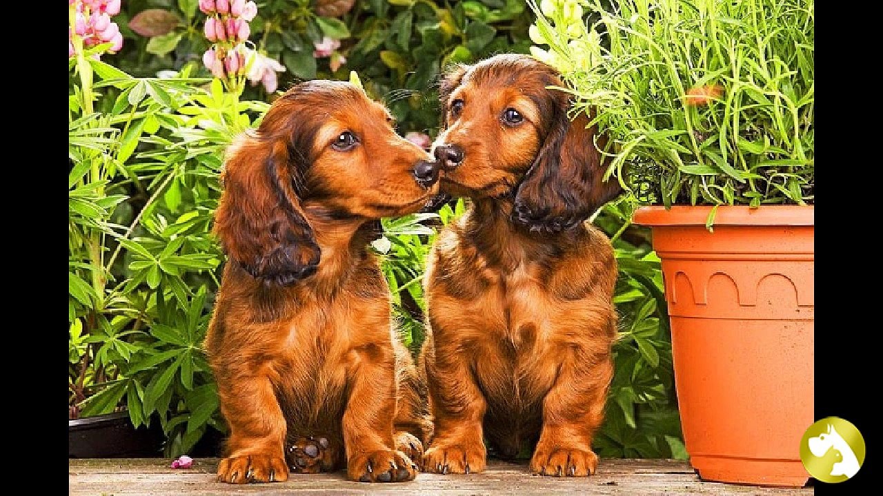 Щенки таксы: море обаяния и высокий интеллект