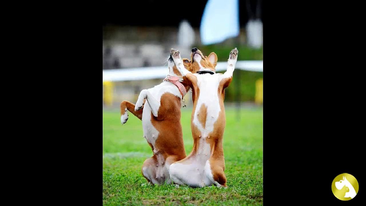 Бесенджи: тихий охотник