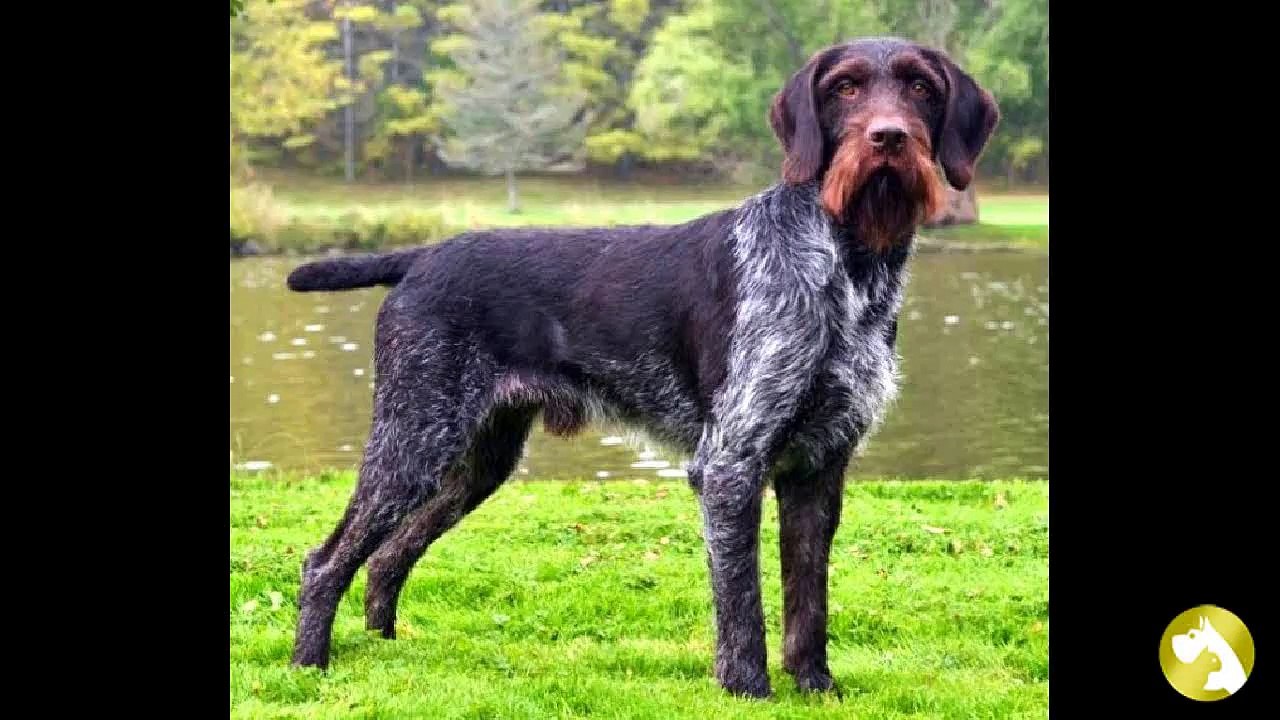 Дратхаар:  победитель всевозможных выставок