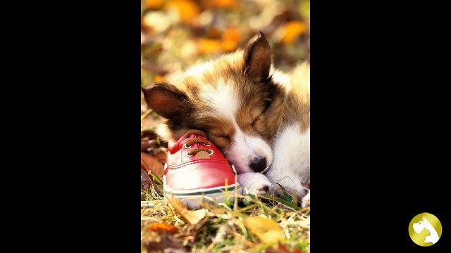 Бордер-колли: самый умный пес в мире