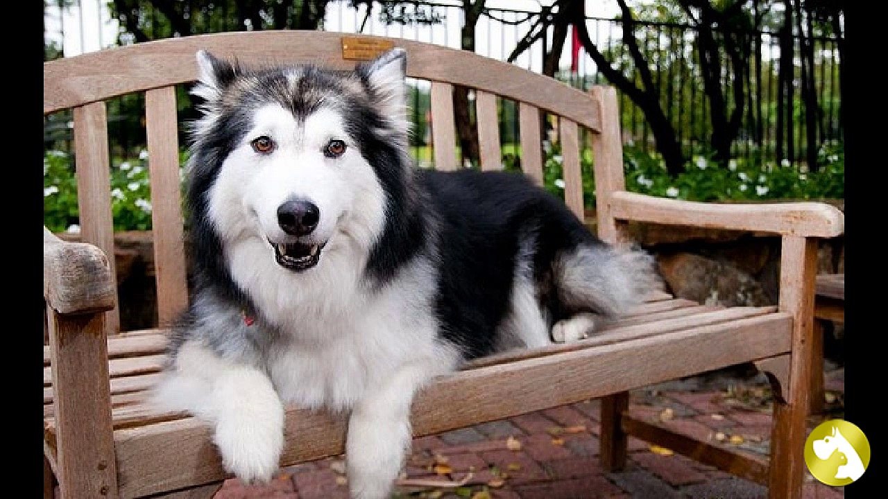 Аляскинский маламут:  импозантный друг для активного отдыха
