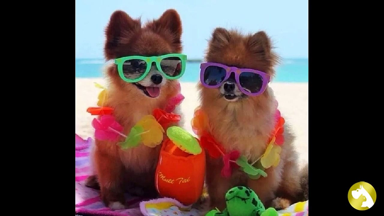 Померанский шпиц:  задорный малыш