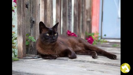 Бурманская кошка:  мускулистый крепыш