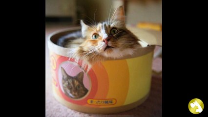 Норвежская лесная кошка:  нордический характер и бескрайняя доброта