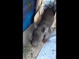 Baby Wombat Jack Ventures Out of His Makeshift Pouch