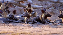 Wild Dogs Chasing Tales