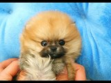 Tiny Teacup Pomeranian Puppies For Sale, Teacup Pom Puppies