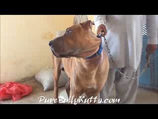 Masstif pure bully kutta