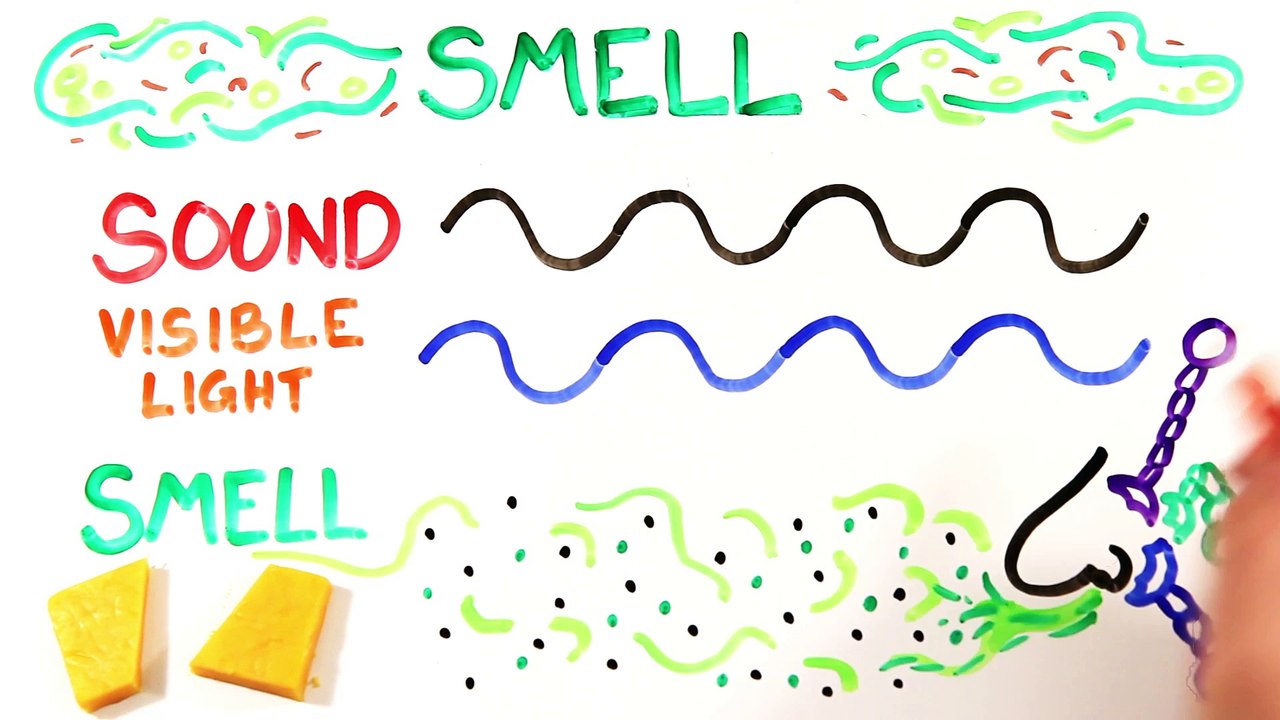 Could You Outrun A Fart?