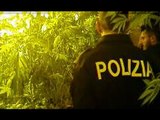 Palermo - Una piantagione di marijuana in una casa abbandonata alla Zisa (14.04.16)