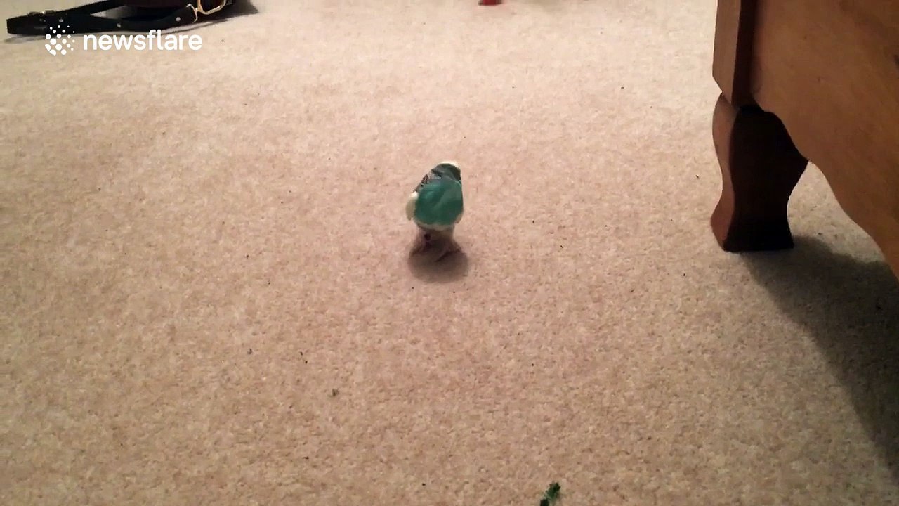 Budgie spins around on the spot