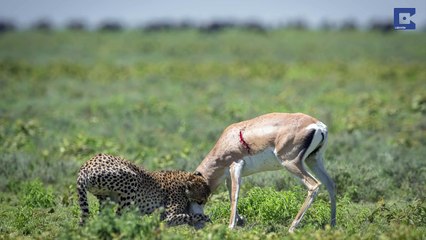 سبحان الله شاهد غزالة تثير دهشة المشاهدين