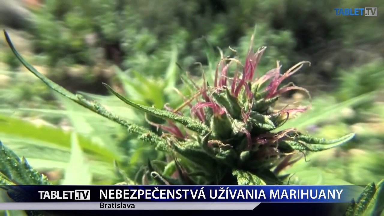 Nové vedecké zistenia o nemedicínskom užívaní marihuany