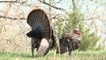 Midday Gobbler on a Youth Turkey Hunt in Missouri