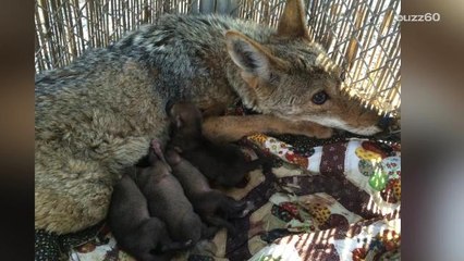 Coyote With Bullet In Her Head Gives Birth To 4 Pups