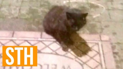 Psycho Killer Feral Cat Terrorizes And Attacks Suburban New York Town