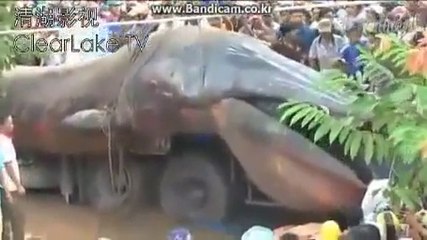 عجیب و غریب مخلوق