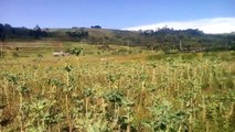 Video of 0 75 acre land for sale in Naivasha Kenya at Ihindu close to the Nairobi Nakuru highway