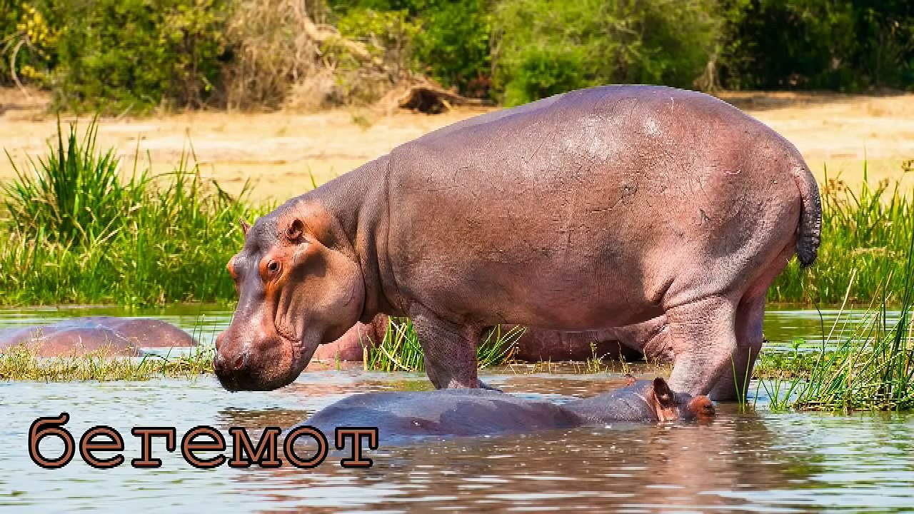 РЕБЯТАМ О ЗВЕРЯТАХ ПРОФЕССОР_КАРАПУЗ