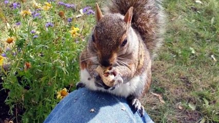 Top 10 Most Intelligent Animals