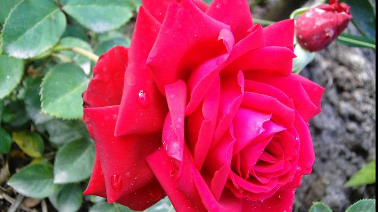 Beautiful Flowers
