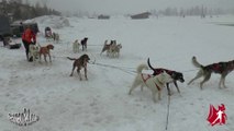 BESSANS, chiens de traineau