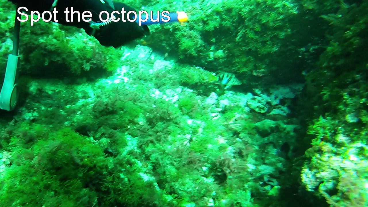 Frioul Mars 2016 -Marseille diving March 2016