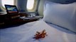 Emirates Executive, Luxury Private Jet Unravel Travel