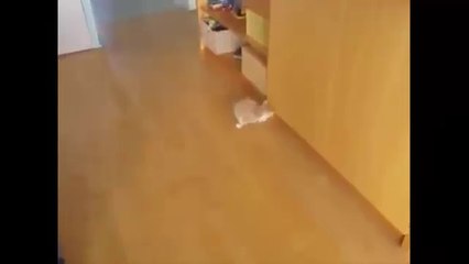 Funny Cat Videos Funny Animals Cats Playing Compilation 2016