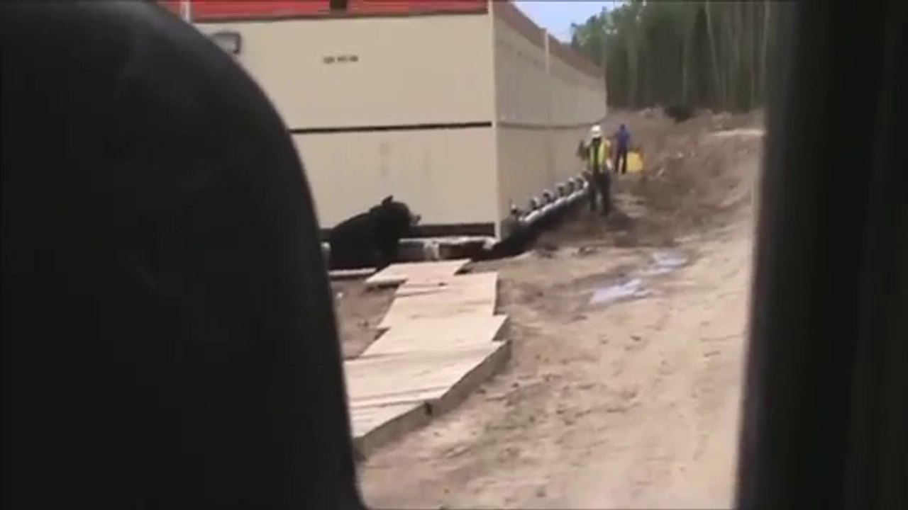 Funny Video - Funny Prank - Bear Prank with Colleague