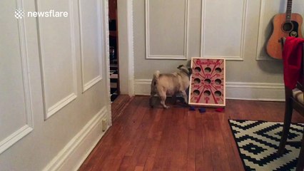 Blind pug uses walls to navigate house to find bowl of food