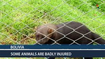 Zoo Treats Rescued Animals  in Bolivia