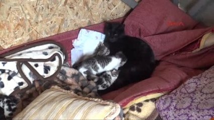 Karabük Üniversitesi'nde Öğrenciler Kedi Bakım Evi Kurdu