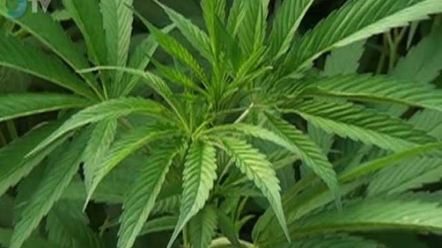 Alejandra Cullen | La Corte abre una gran oportunidad para Peña Nieto