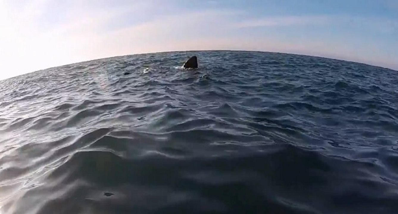 Un kayakiste croise un requin au large de l'Irlande