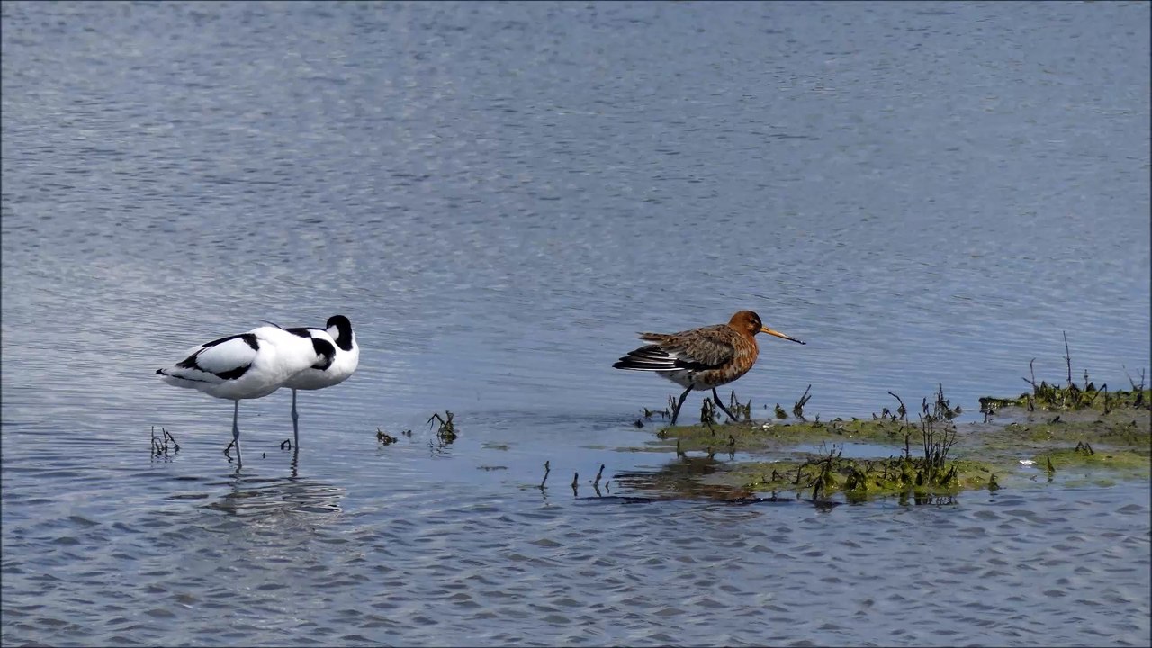 barge et avocettes en mode toilette