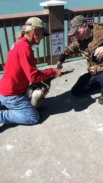 Il sauve un pélican piégé dans une ligne de pêche, un hameçon dans le bec