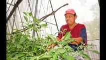 Campesinos pretenden producir tomate en invernaderos sociales