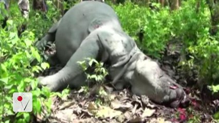 Rare Indian Rhino Poached Hours After Royals Visit