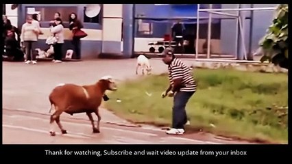 Best Public Animal Attack Funny Animal Attack Video