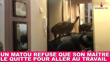 Un matou refuse que son maître le quitte pour aller au travail ! Tout de suite dans la minute chat #189
