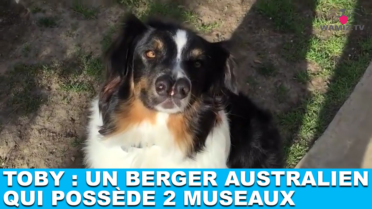 Toby : un berger australien qui possède 2 museaux ! Découvrez-le dans la minute chien #189