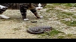 funny cats - animals - cat vs snake - funny videos 2015 - funny cat videos