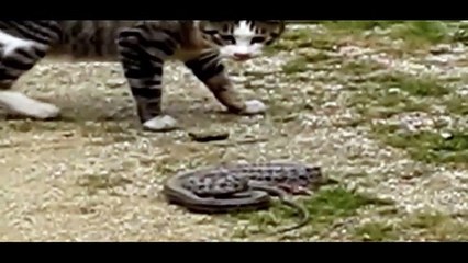 funny cats - animals - cat vs snake - funny videos 2015 - funny cat videos