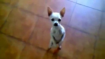 Funny Dogs Compilation 2014 - EPIC Videos!