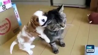 Funny Cats Compilation Top 10 Best Cat Videos