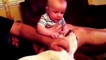 Dogs and babies funny videos Dogs is pulling little kids by his feet Dogs and babies doing funny